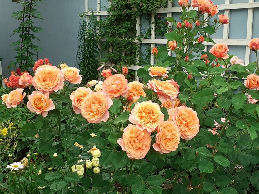  - La Villa Cotta 2021_ 2022