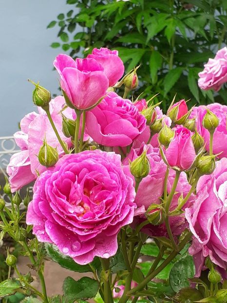  - Minerva 2021 - 2022