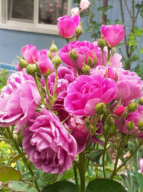  - Minerva 2021 - 2022