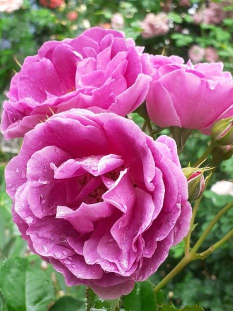 20220608_120016(0) - Minerva 2021 - 2022