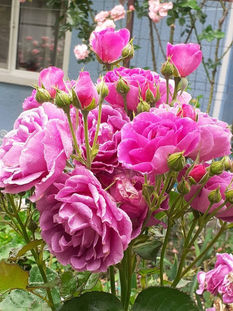  - Minerva 2021 - 2022