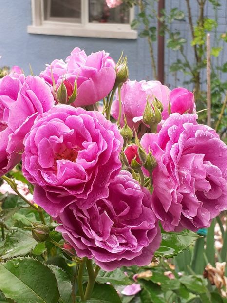  - Minerva 2021 - 2022