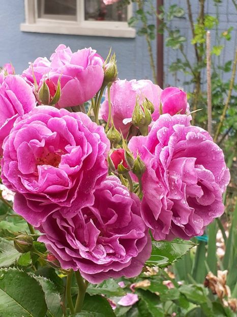  - Minerva 2021 - 2022