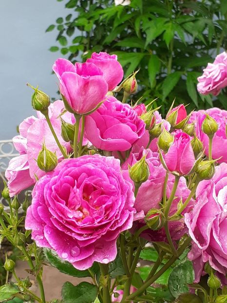 20220608_115924(0) - Minerva 2021 - 2022