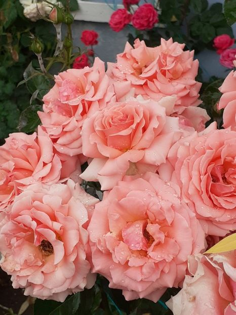 20220608_121011(0) - Dimov 2022 - 2023