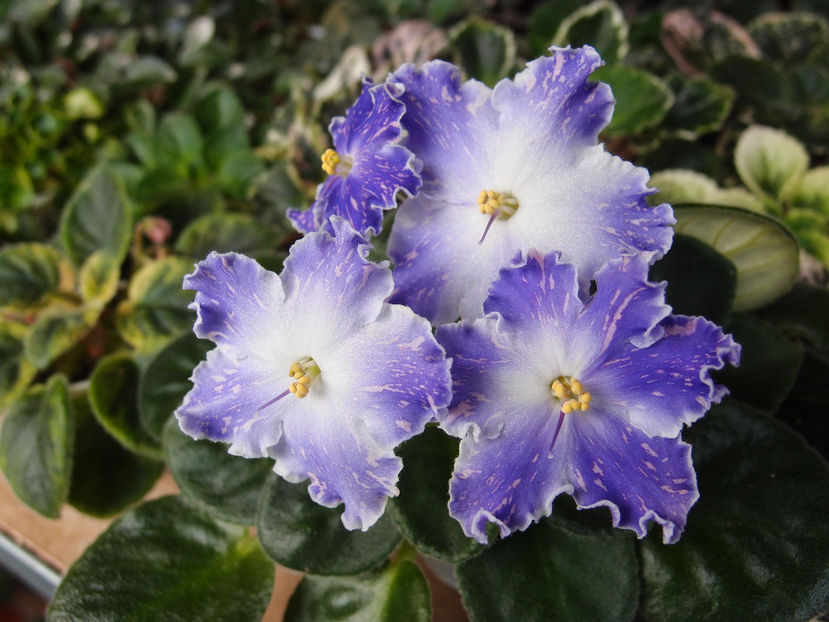 ND Kristal Swarowskiy - a a Ghiceste varietatea 2022 recapitulare