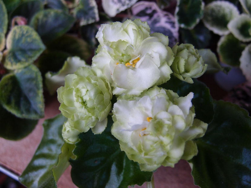 Spring Rose - a a Ghiceste varietatea 2022 recapitulare