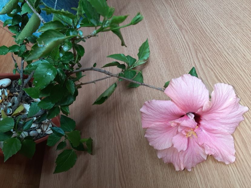  - Florile mele în iunie 2022