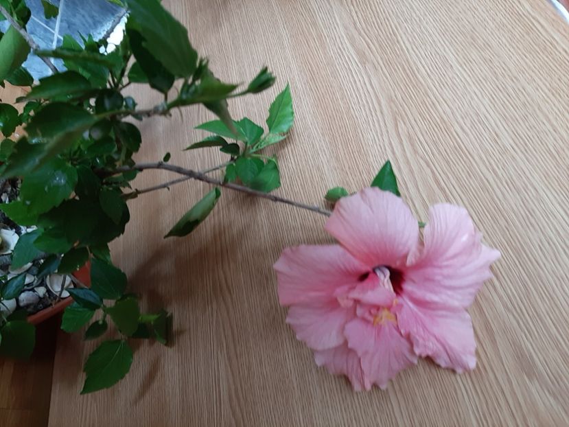  - Florile mele în iunie 2022