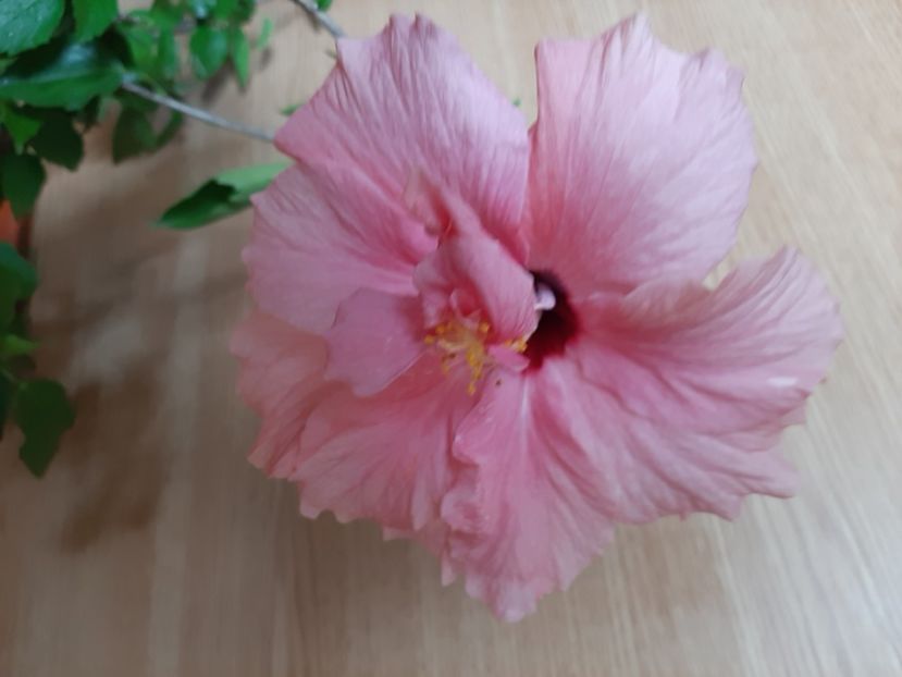  - Florile mele în iunie 2022