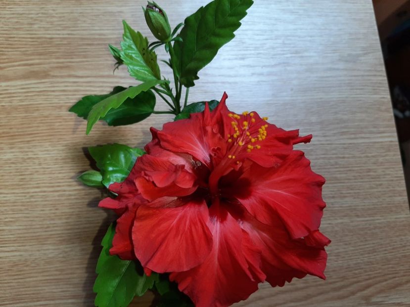  - Florile mele în iunie 2022