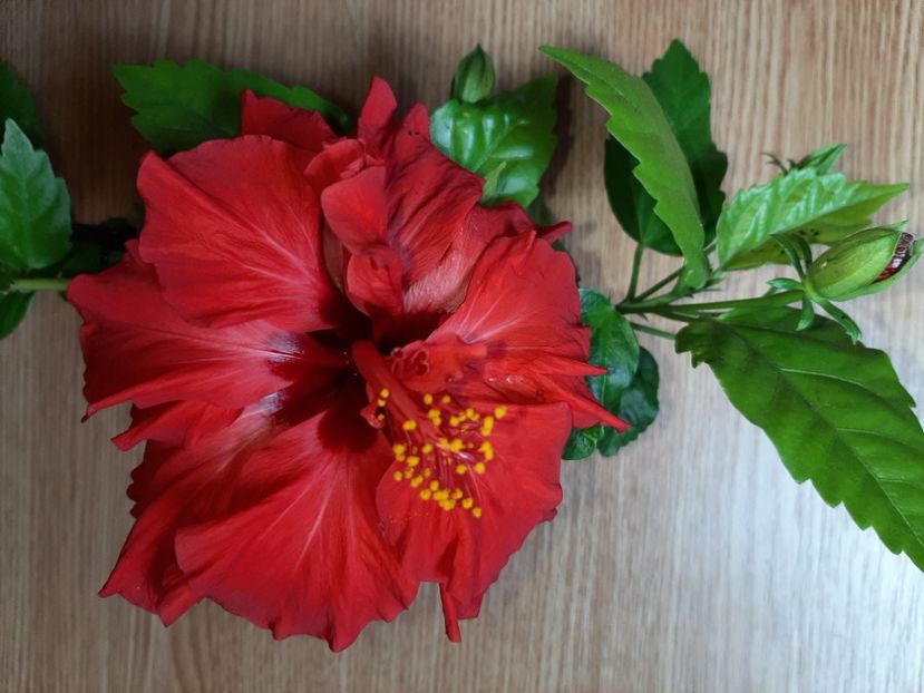  - Florile mele în iunie 2022