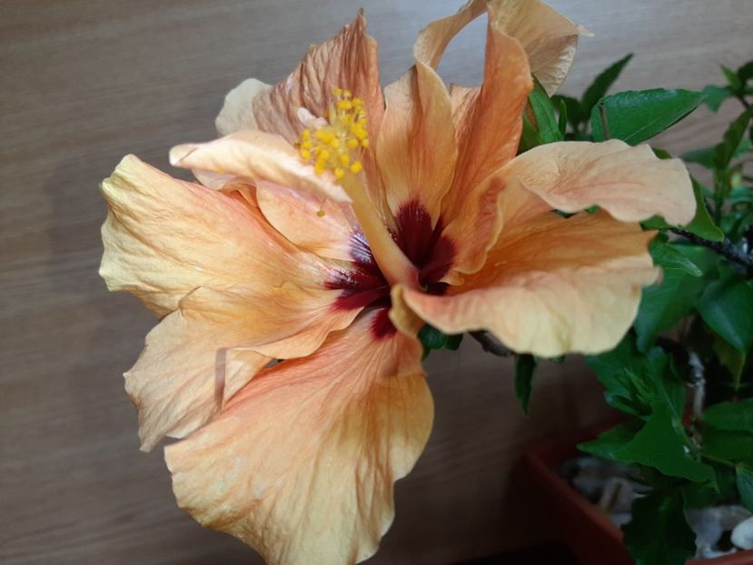  - Florile mele în iunie 2022