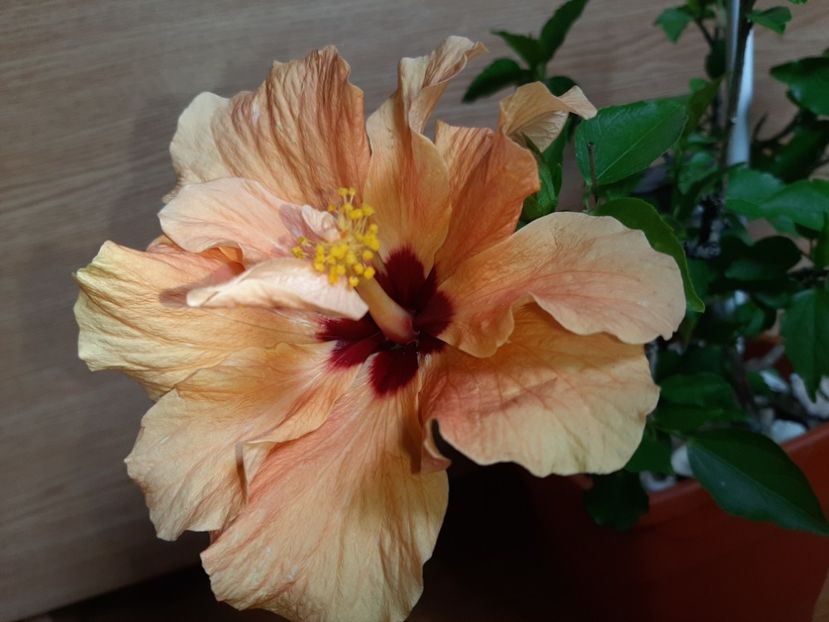  - Florile mele în iunie 2022