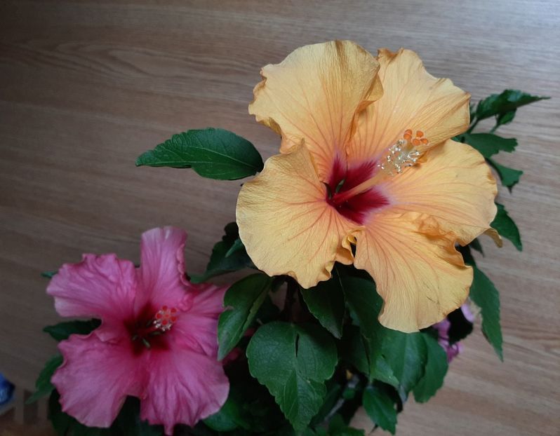  - Florile mele în iunie 2022