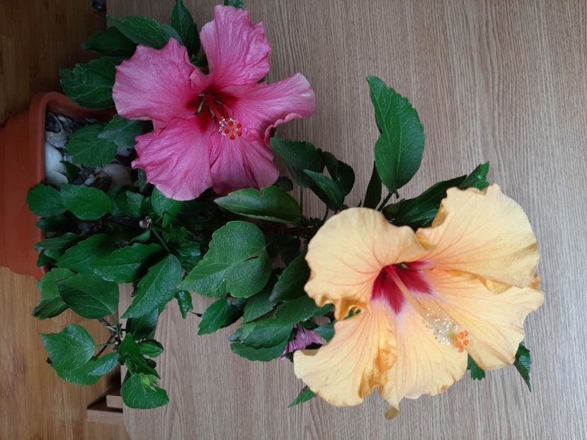  - Florile mele în iunie 2022