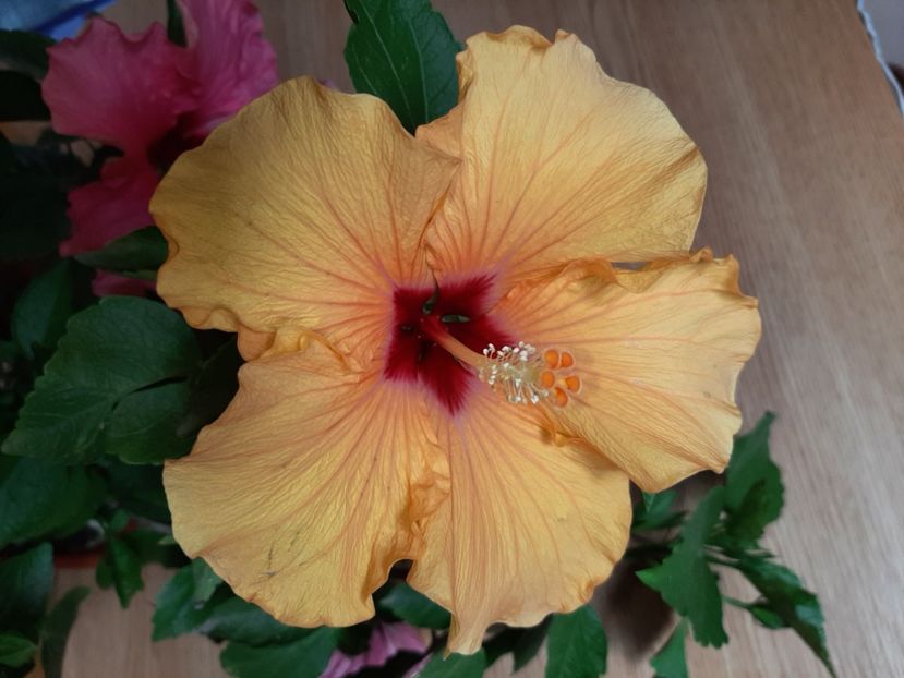  - Florile mele în iunie 2022