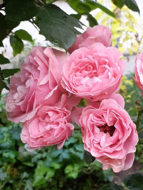 20220608_184827(0) - Pink Leonardo 2021 - 2022 - 2023