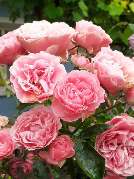  - Pink Leonardo 2021 - 2022 - 2023