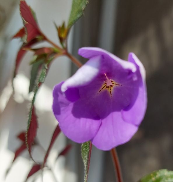 AQUAMARINE - AAA Achimenes 2022