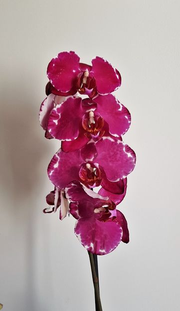  - Phalaenopsis 2