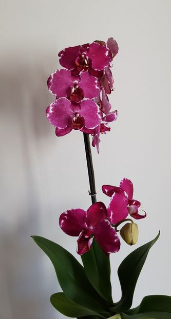 Malwa - Phalaenopsis 2