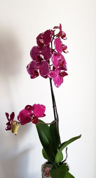  - Phalaenopsis 2