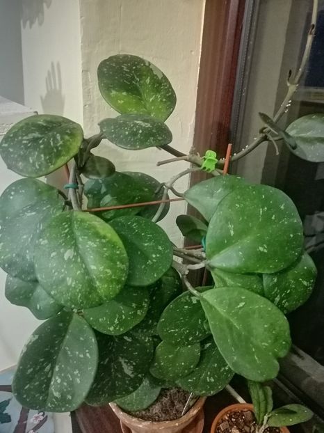  - Hoya Obovata splash