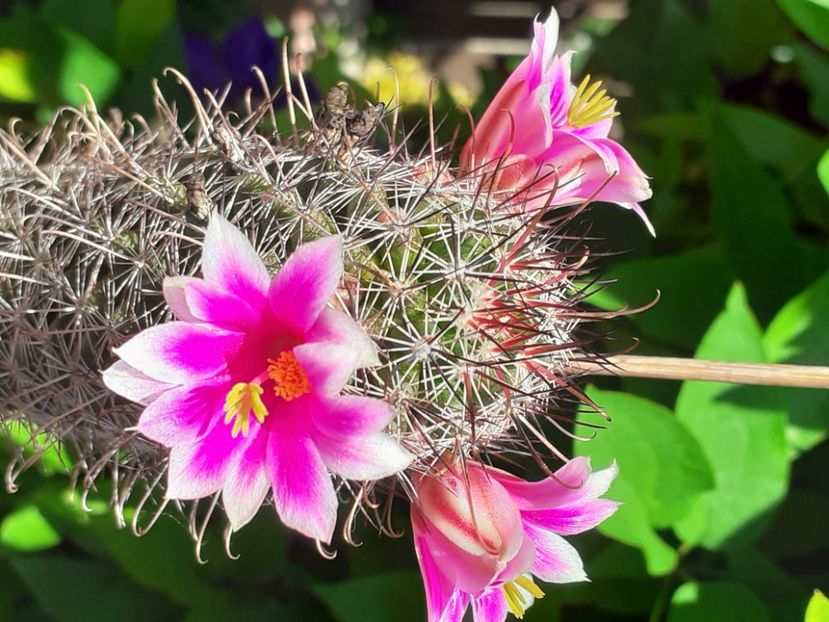  - Cactuși