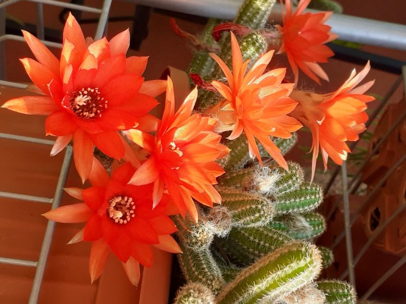  - Cactuși