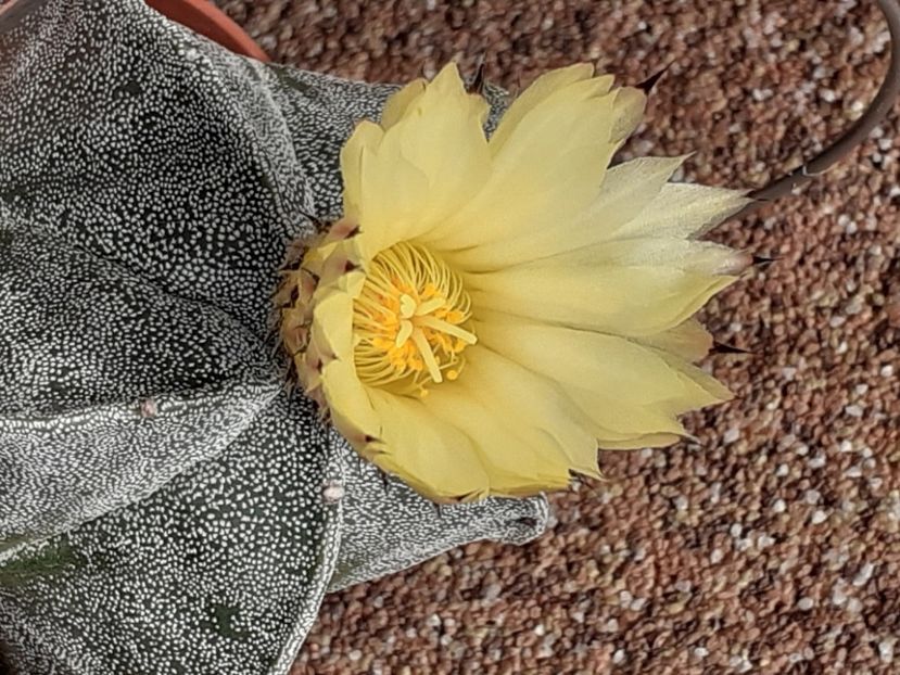  - Cactuși
