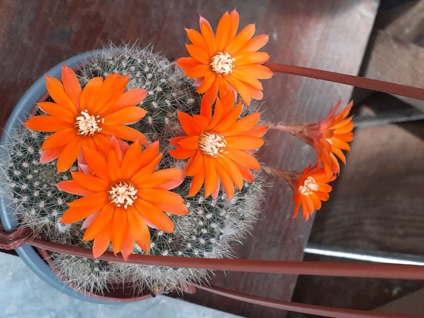  - Cactuși