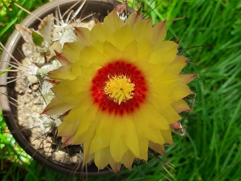  - Cactuși
