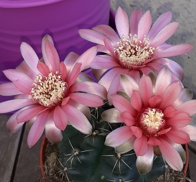  - Cactuși