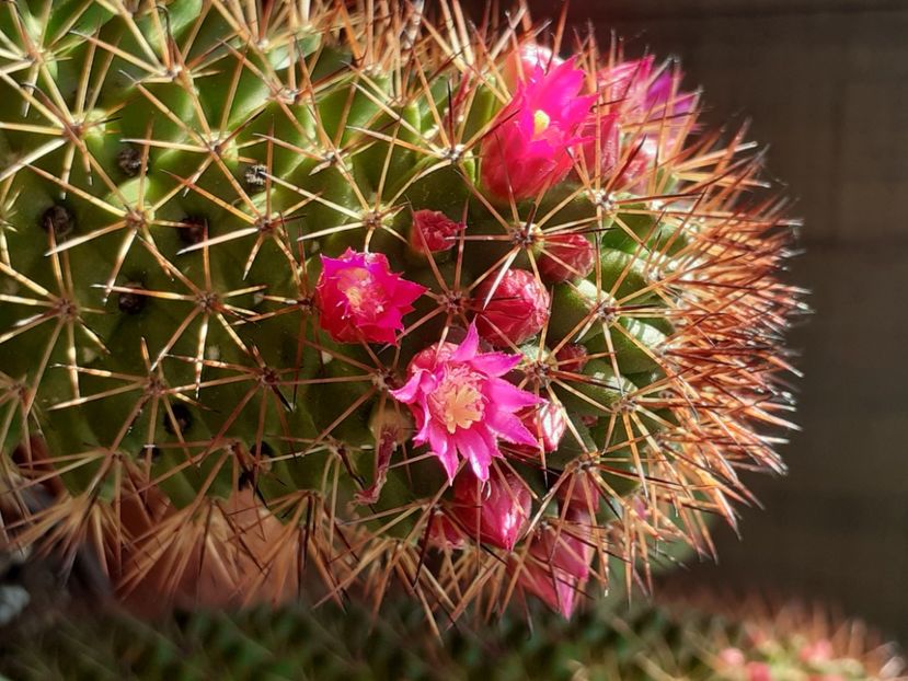  - Cactuși