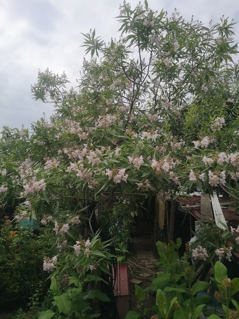 chitalpa - arbori ornamentali 2022