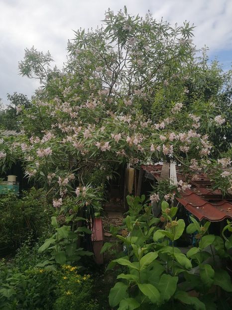  - arbori ornamentali 2022