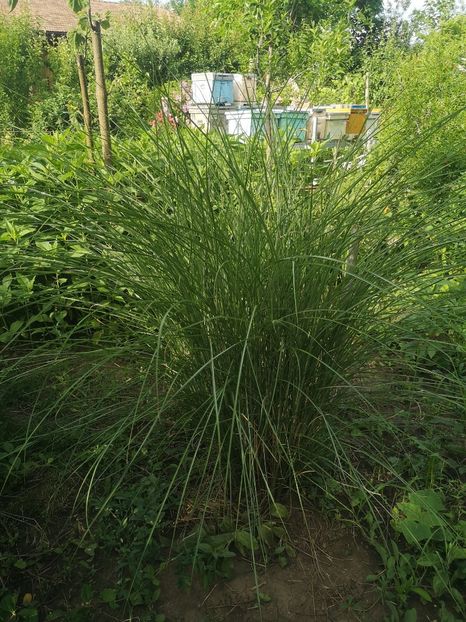 miscanthus - arbori ornamentali 2022