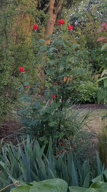 rosa teahybrid red - Gradina si terasa PrimaLuce_9-Hello 2022
