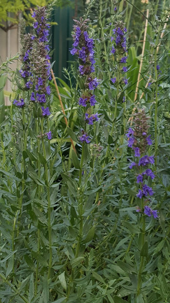 hissopus officinalis(isop) - Gradina si terasa PrimaLuce_9-Hello 2022
