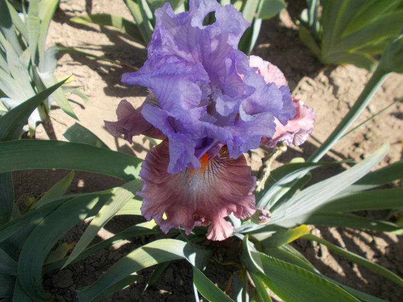 T-v-r8,6(6)-sudden bliss-20 - IRISI INALTI SI MEDII DISPONIBILI IN-2023 capitol 1