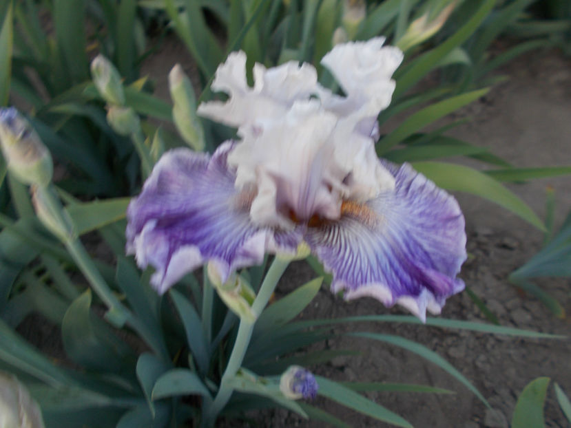 T-v-r9,9(7)-reckless in denim-20 - IRISI INALTI SI MEDII DISPONIBILI IN-2023 capitol 1