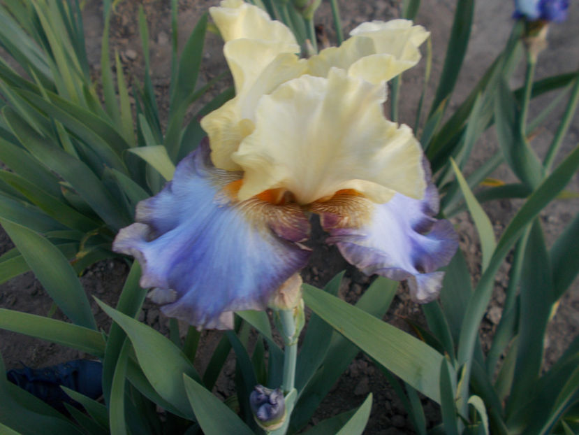 T-v-r11,2-rainbow sunset-20 - IRISI INALTI SI MEDII DISPONIBILI IN-2023 capitol 1