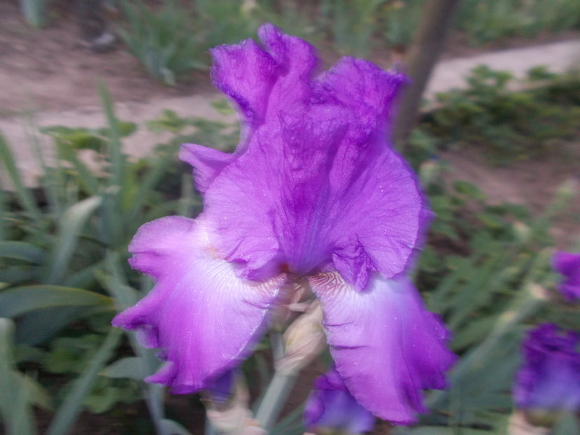 Sr-r2,23-fragrant lilac-8 - IRISI INALTI SI MEDII DISPONIBILI IN-2023 capitol 1