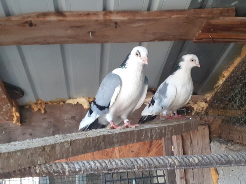  - 4-Jucatori de Galati