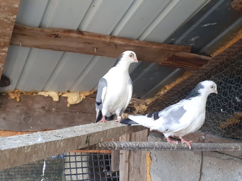  - 4-Jucatori de Galati