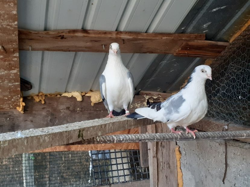  - 4-Jucatori de Galati