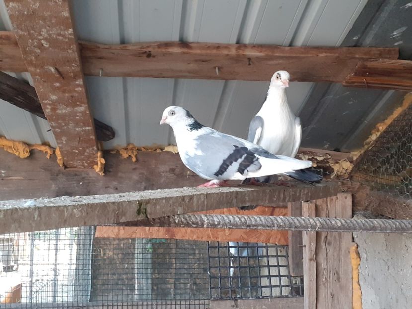  - 4-Jucatori de Galati