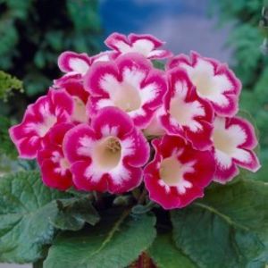 gloxinia-blanche-de-meru-poza net - Blanche de Meru