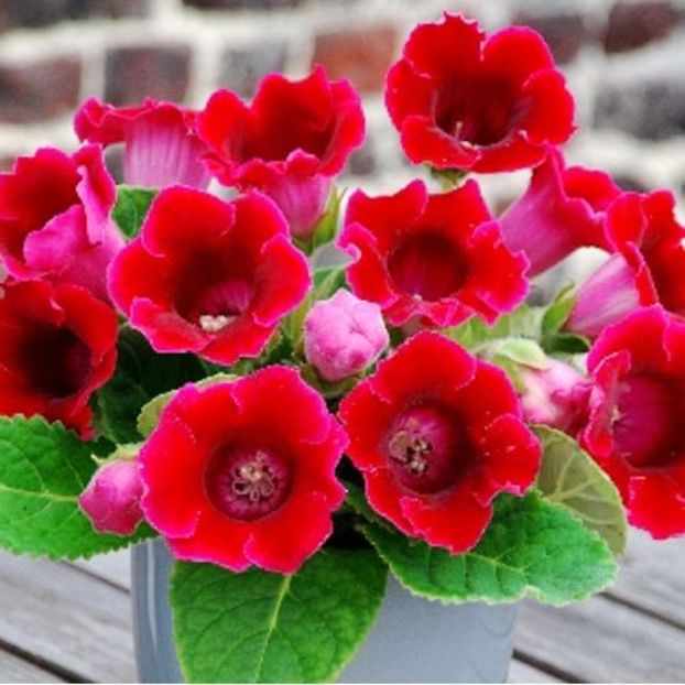 gloxinia-Corina poza net - Corina